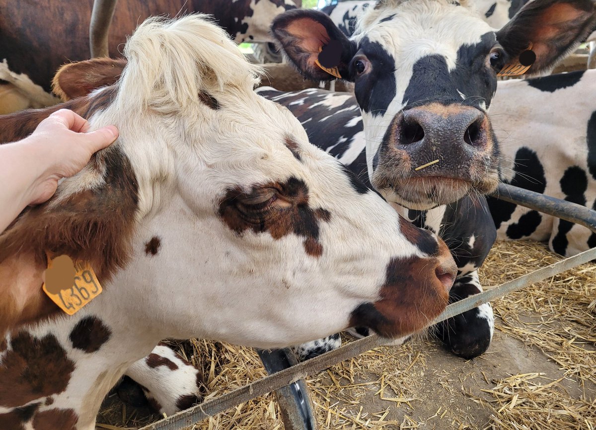 On profite du week-end prolongé pour aller donner un coup de main à la traite et profiter d'une petite séance de gratouilles 🥰
