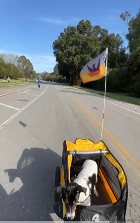 SFfogGoldFlag's tweet photo. Small flags look great on boats and bikes! #SFflag #sanfrancisco @PuppyNutmeg
https://t.co/RM3JcJKkfe https://t.co/0JUvizRDMw