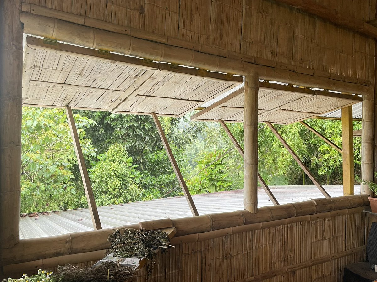 Bamboo windows. Guadua angustifolia. Neotropical Mountain Rainforest Climate in Ecuador. #thinkbamboo #guadua #bamboowindows