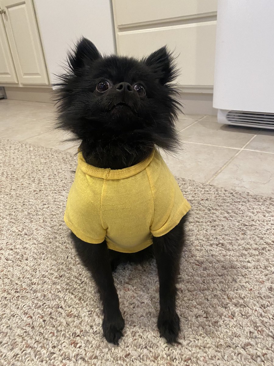 presleygconnor's tweet photo. Happy Easter from my all too photogenic pup :) https://t.co/jYL4kS8zGz