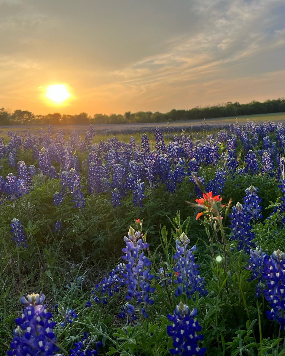 sksmileyAT's tweet photo. Bristol, TX bluebonnets. https://t.co/MP0NIowKwF