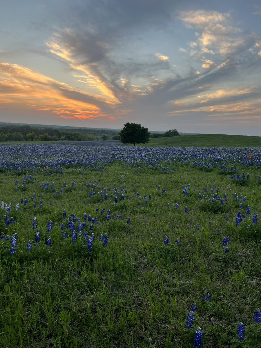 sksmileyAT's tweet photo. Bristol, TX bluebonnets. https://t.co/MP0NIowKwF