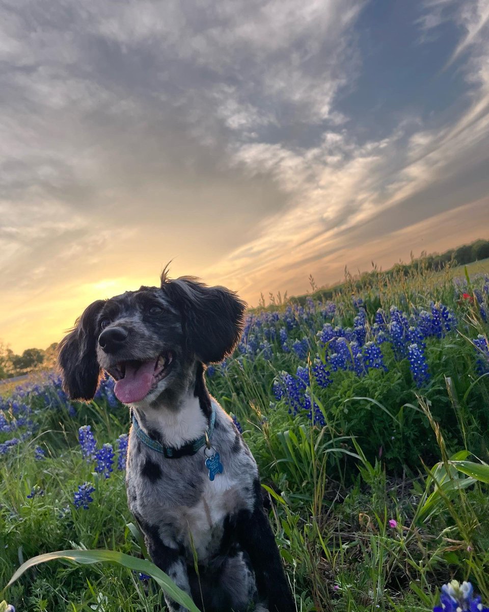 sksmileyAT's tweet photo. Bristol, TX bluebonnets. https://t.co/MP0NIowKwF