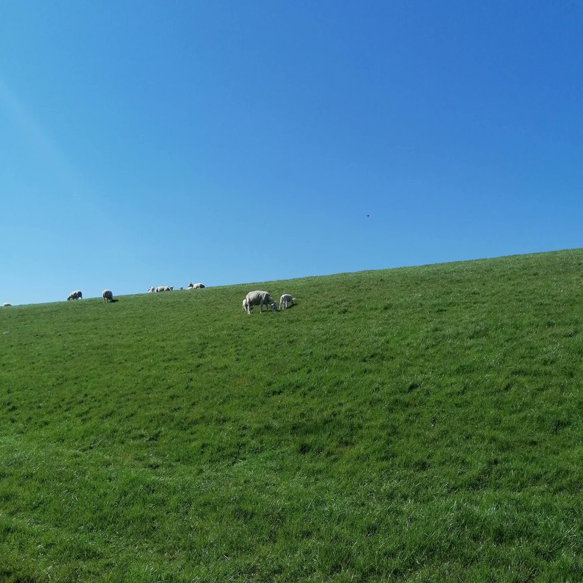 JZPhotography2's tweet photo. The suns up like a diamond
이끌어가 날
눈 부셔 마치 diamond
It always shows us the way yeah

Song: Sun's up
Artist: Beomhan ft. Roda

#spring #blue #sky #sheep #lamb #walking #windmills https://t.co/6tv8He9aeU