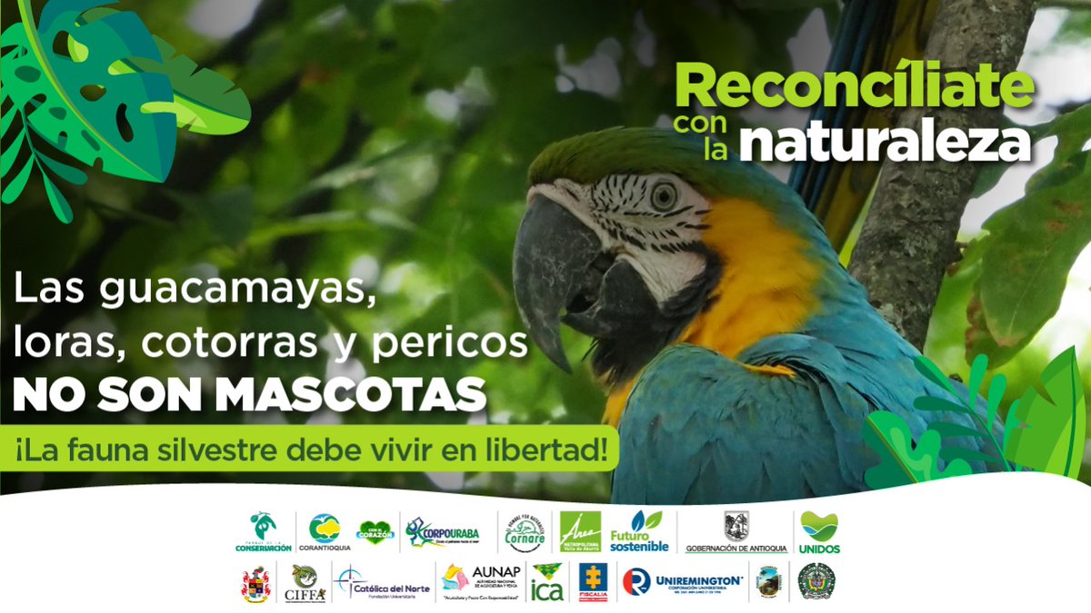 pqconservacion's tweet photo. Al final de esta Semana Mayor, recuerda que los ejemplares de fauna silvestre no son animales de compañía, déjalos en su hogar, ¡el bosque! #CIFFA #ParqueDeLaConservación https://t.co/CNo4uYVAQT