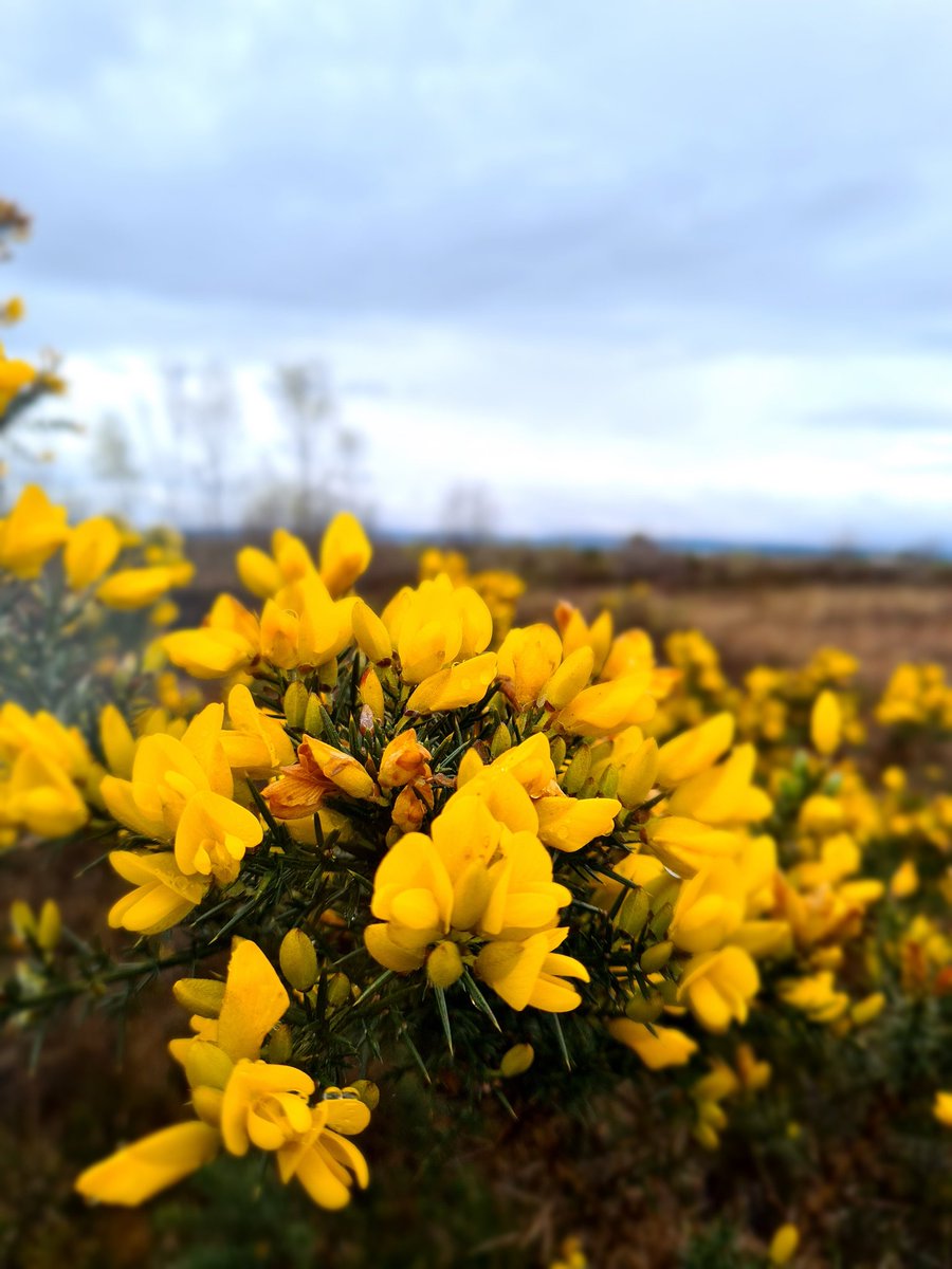Easter Gorse 
.
.
.

.
#Easter2022 #gorse #NaturePhotography #Countryside