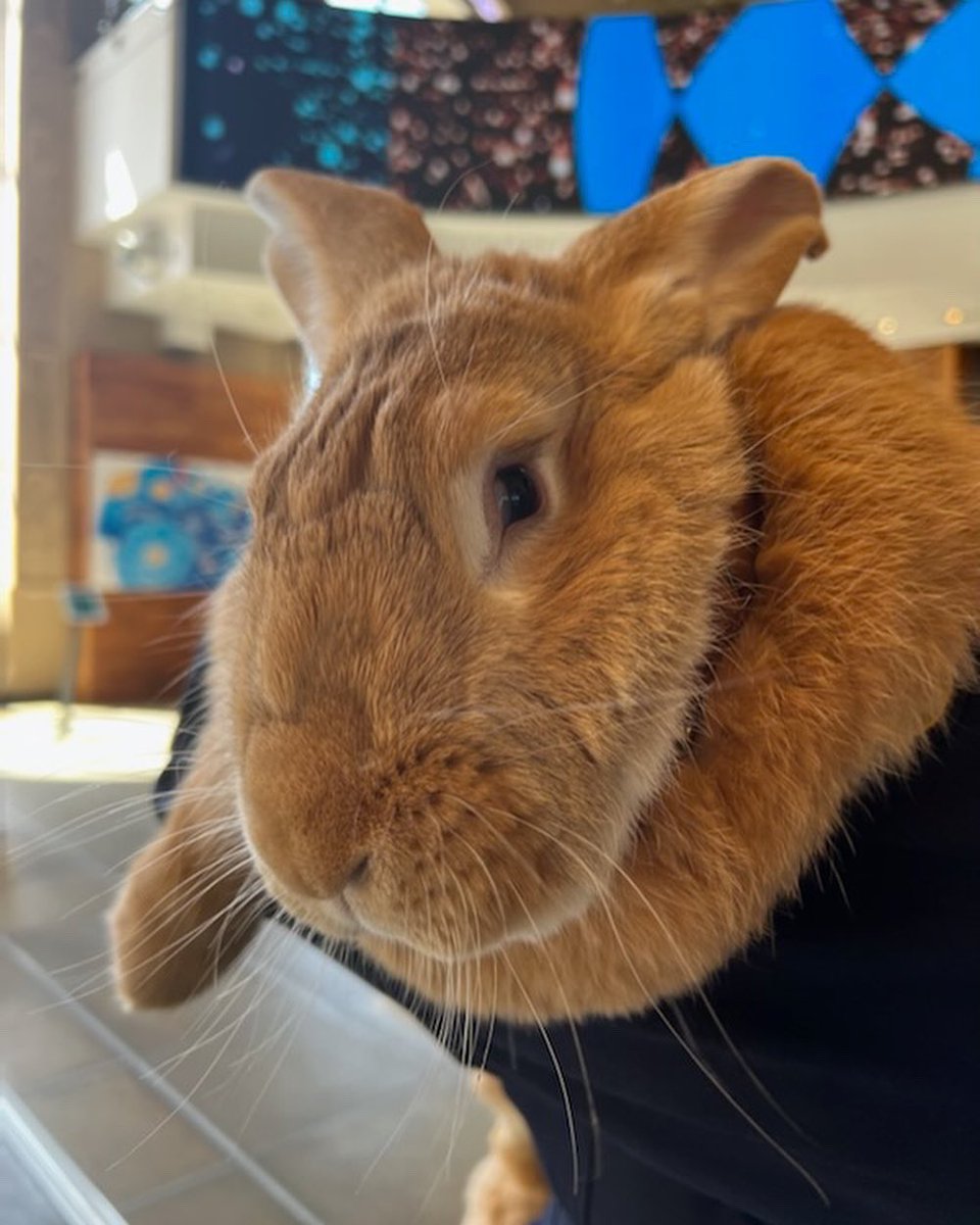 JoinSFPD's tweet photo. We had a quite marvelous encounter with Alex, the Great @ Union Square yesterday! He’s sooo fluffy! 😍❤️🐰 Sending much love to all the bunnies out there today. 🥰 Happy Easter too! 🎉 

PS: We think he would make a GREAT cop. 😁

#SFPD #alexthegreat #easterbunny #joinsfpd https://t.co/rv08S6DSrE