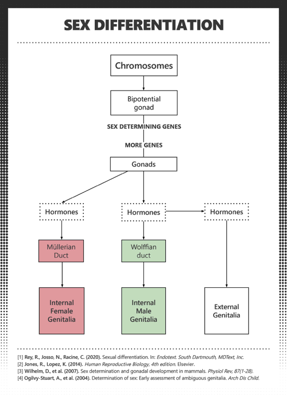 terfcitations's tweet photo. The Paradox Institute @PDXInstitute has a very nice set of charts on various developmental pathways at https://t.co/vtupCd0bos…, which goes into detail about the physical mechanisms for multiple VSD variations in sex development. https://t.co/DNEU05aWVp