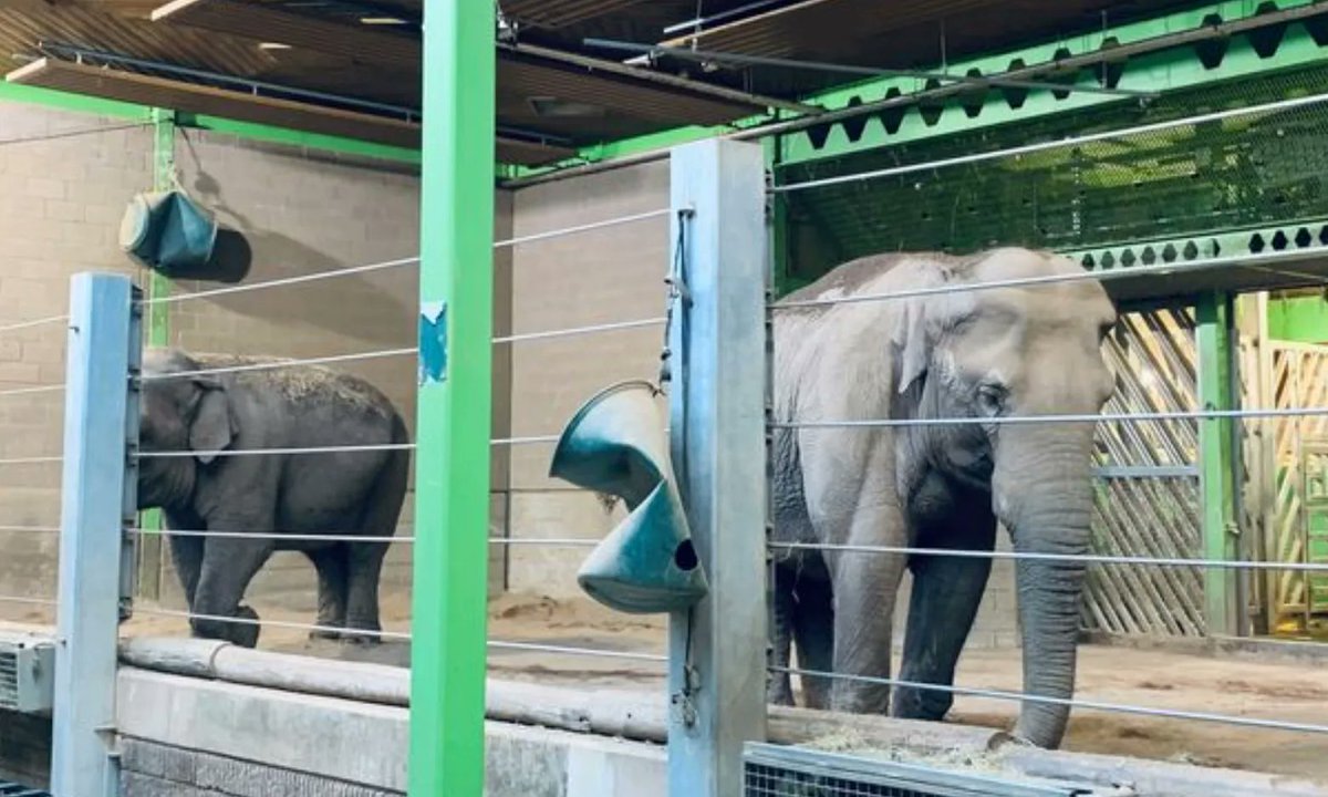GlobalElephants's tweet photo. Belfast Zoo is looking to "phase out" two elephants from its animal collection, which appears to mean that they will be relocated to another zoo. Reports do not share if the pair will be separated or not. https://t.co/9Piiu2JzaW https://t.co/Cim7HIqdxK