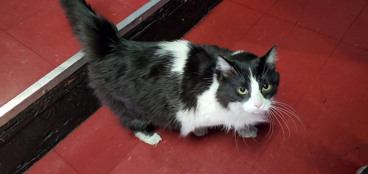 foxhound tweet media