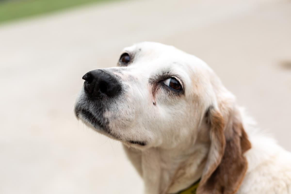 AdoptionsUk's tweet photo. Urgent, please retweet to help Pippy find a FOSTER HOME #MANCHESTER #ENGLAND 💔

Gentle Trial Hound aged 12, Pippy has a life limiting medical condition. She may be able to live with children aged 11+, another calm dog or a cat✅✅✅

DETAILS👇
https://t.co/SUOk4v32lp………… https://t.co/FSgJ5QiS4M