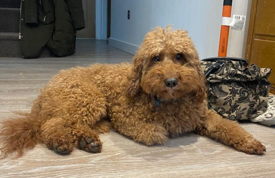 millypod1's tweet photo. 🆘12 APR 2022 #Lost RED #ScanMe
Poodle Miniature Male
#FornhamStMartin #Suffolk #IP31 #BuryStEdmunds
Seen in Fornham Business Park
https://t.co/XjNPqxEINk
SIGHTINGS PLZ ☎️07776058391
https://t.co/Y0ySU1apJq https://t.co/tHJHYz9QXY