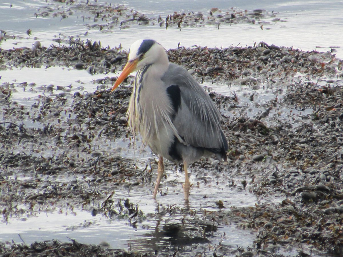 1karenmooney's tweet photo. When will dinner be ready?
#heron #PeninsulaPause #Portaferry https://t.co/idEN81o8T5