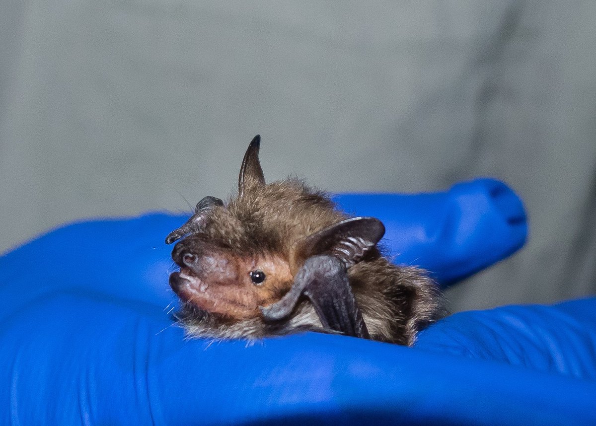 There are lots of different ways to celebrate #InternationalBatDay, but for the bat conservation team at your Toronto Zoo, this time of year means getting ready for another season of monitoring and research on our local wild bats! 🦇facebook.com/TheTorontoZoo/…
