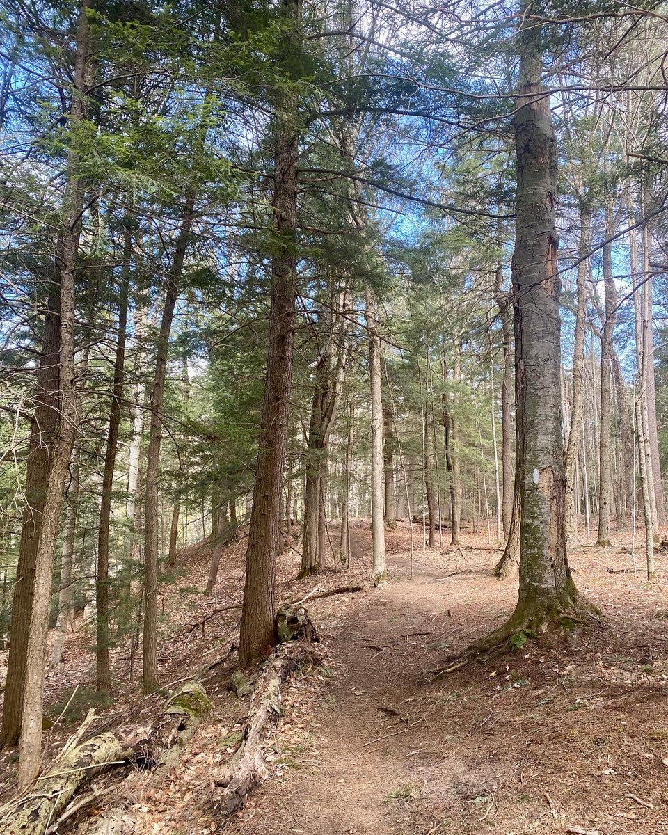 JenKlementti's tweet photo. Beautiful hike in the Copeland Forest today. Did you know itβs the 100th anniversary of the Simcoe County Forests?
#SimcoeCounty #SimcoeCountyForests https://t.co/Isb6sObFsd