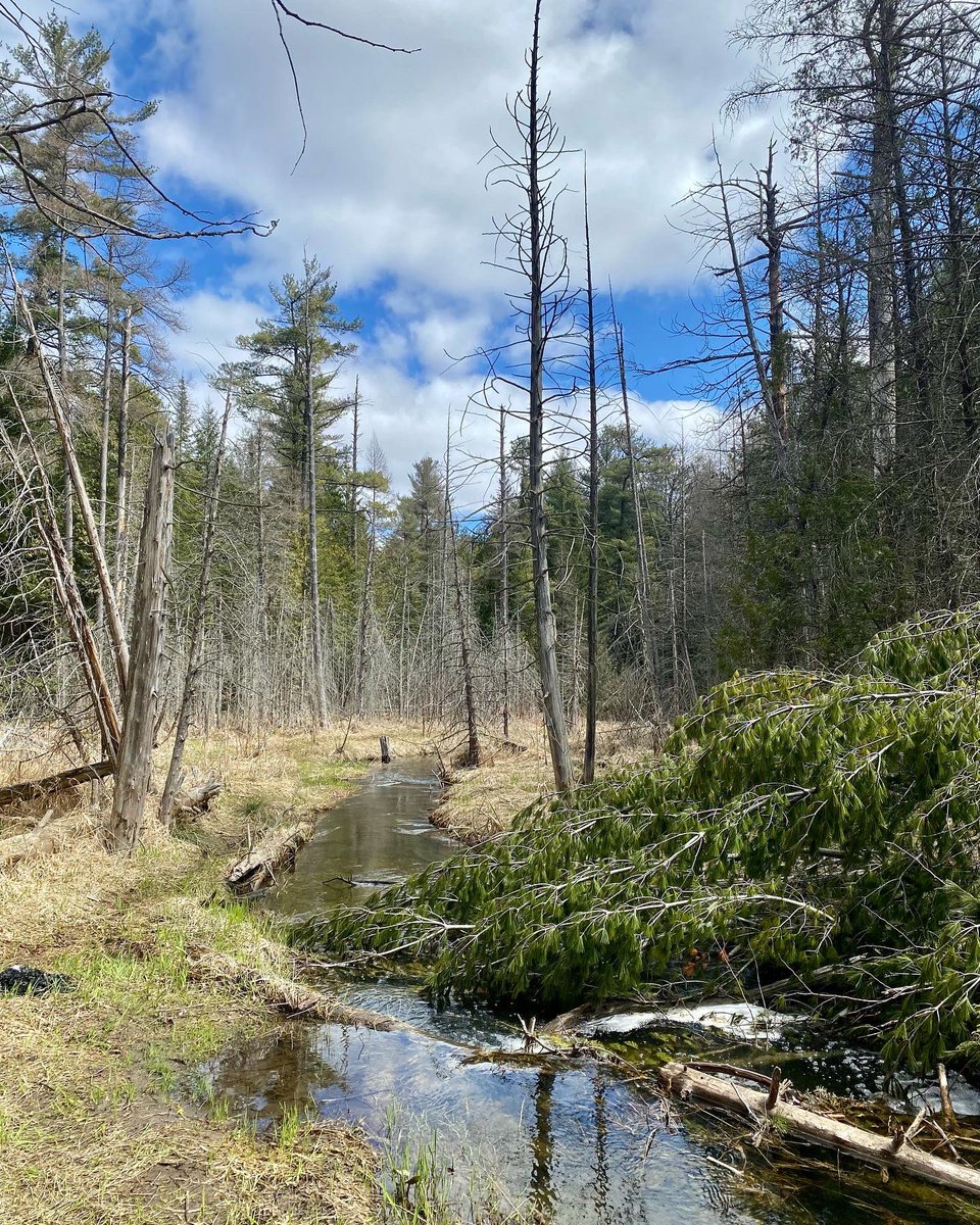 JenKlementti's tweet photo. Beautiful hike in the Copeland Forest today. Did you know itβs the 100th anniversary of the Simcoe County Forests?
#SimcoeCounty #SimcoeCountyForests https://t.co/Isb6sObFsd