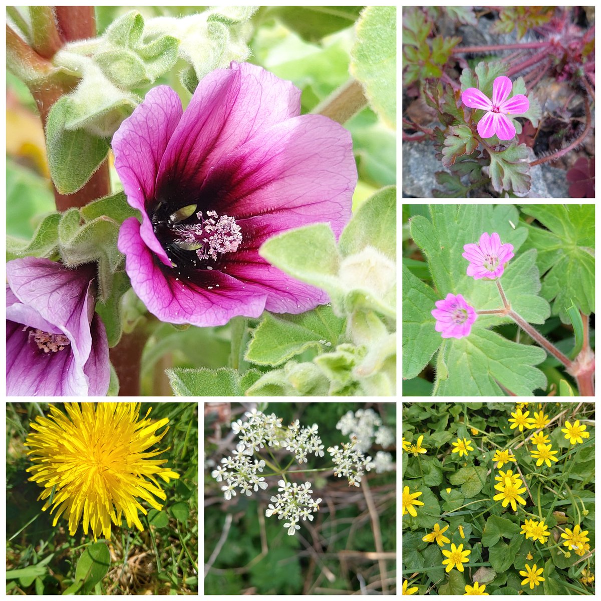 MandyForde tweet media