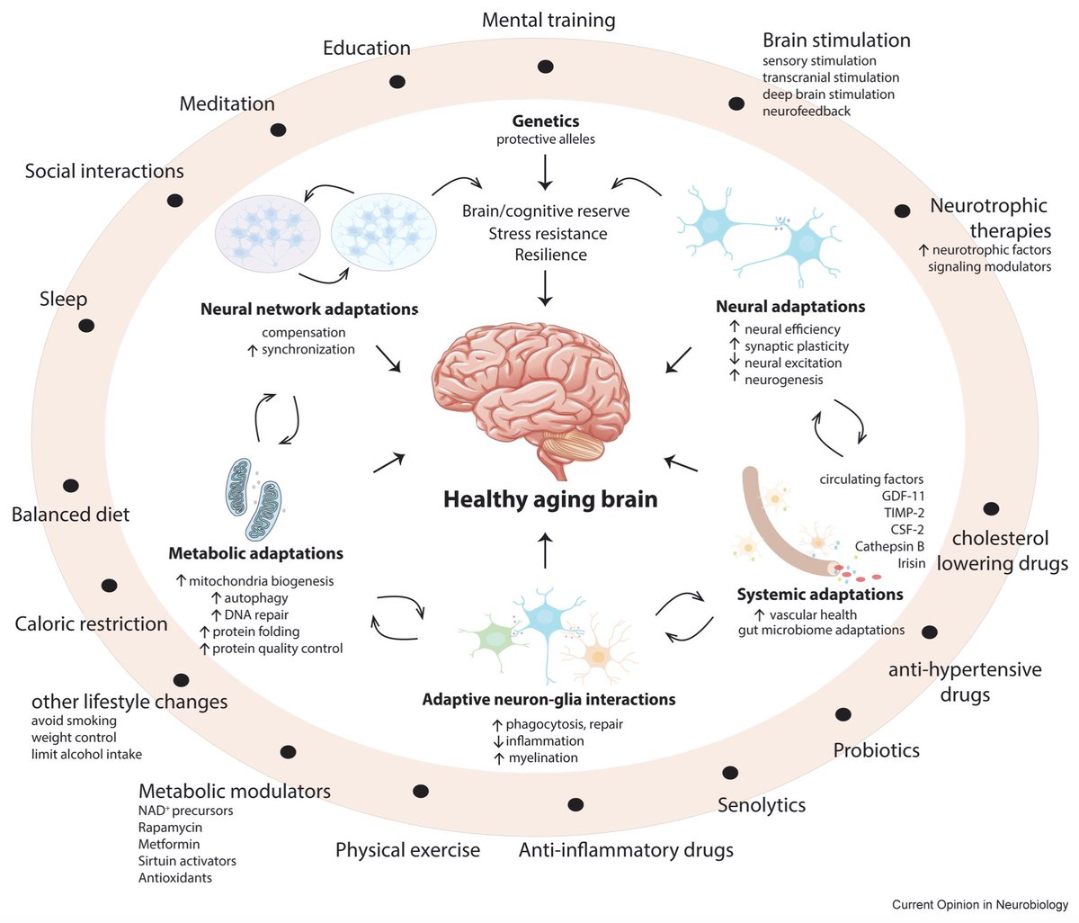 Many aspects of human brain aging are modifiable…
sciencedirect.com/science/articl…
