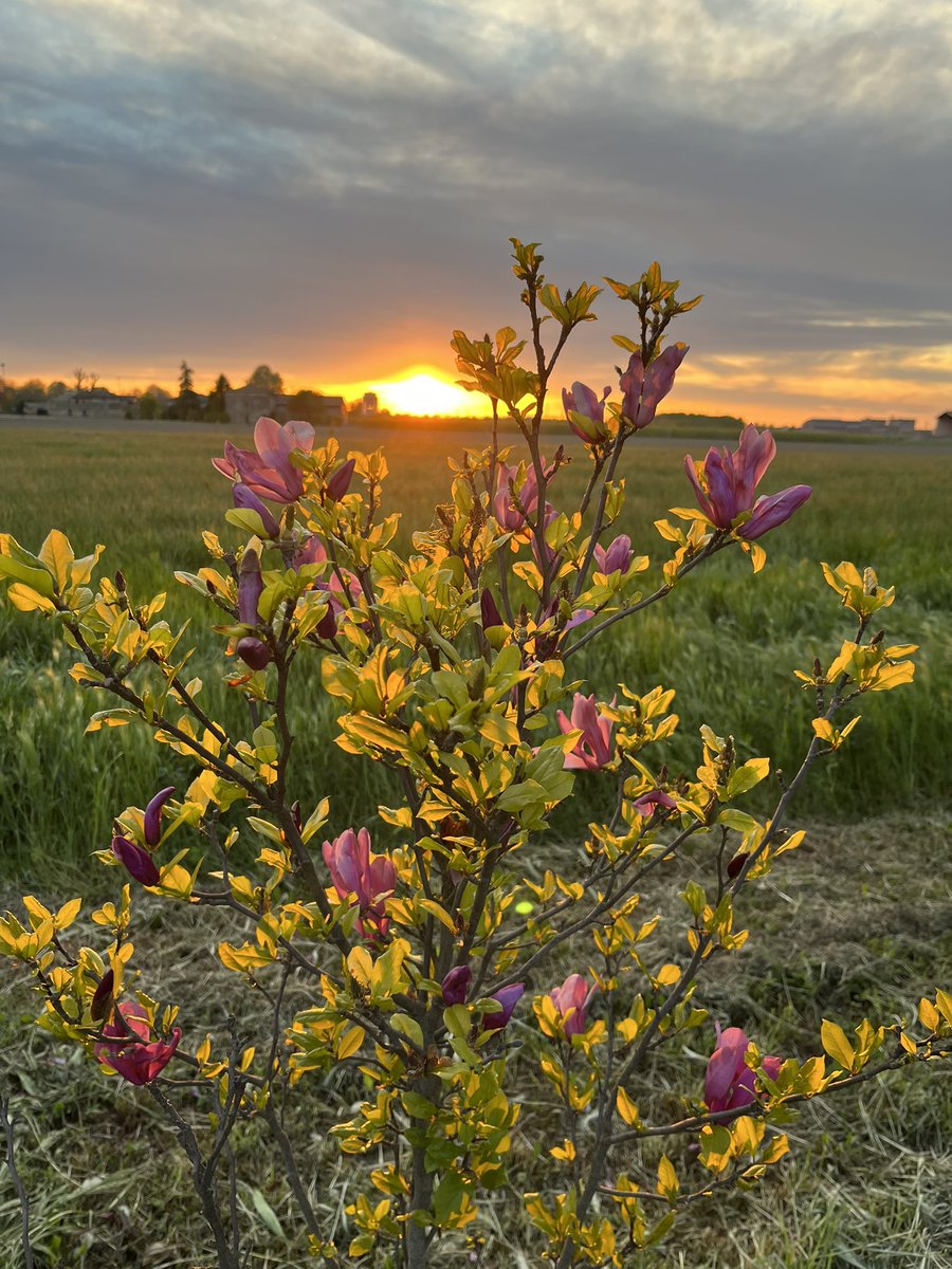 Nicoletta Luppi tweet media