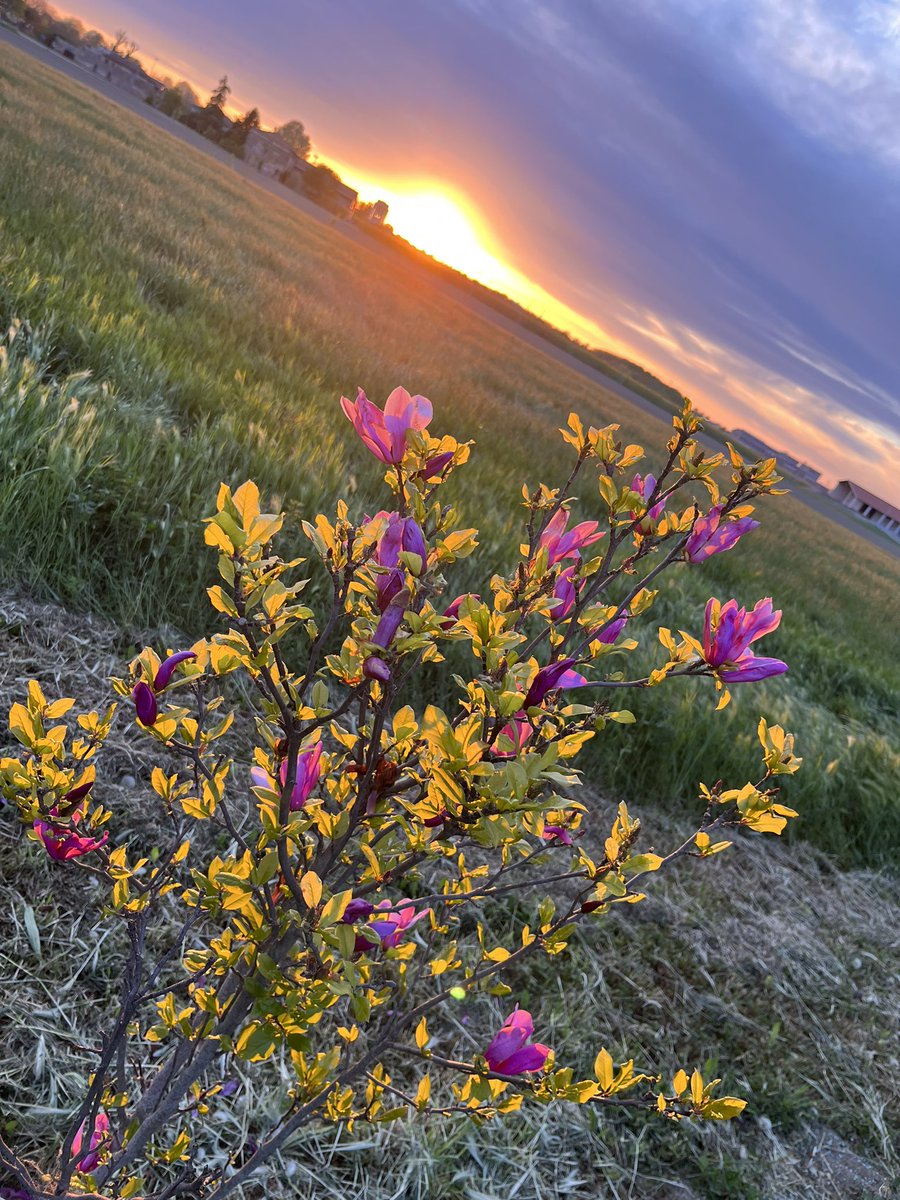 Nicoletta Luppi tweet media