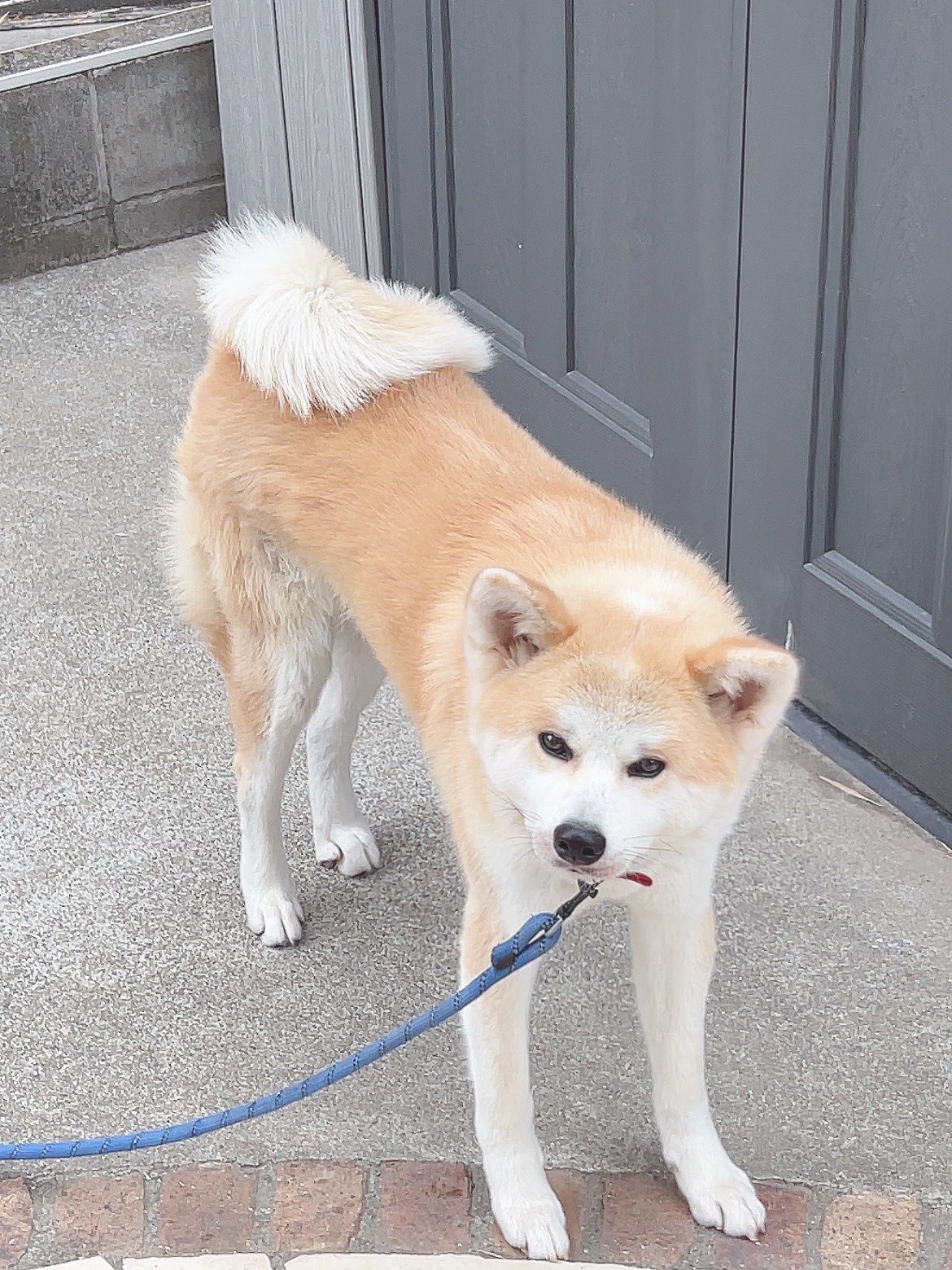 秋田犬のおもち おもちゃん初めてのできごと さっきおもちにおはようの挨拶しに行ったら 私にプレイバウしてきた おもちがプレイバウやってるの初めて見たの 今まで遊ぶお誘いはおててポンかアタックだったから 昨日のドッグランで覚えたのかな