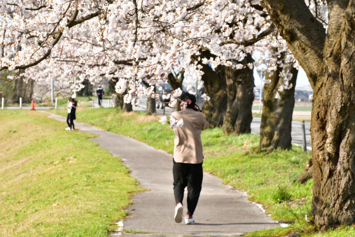 TAKAI40621697's tweet photo. 来年はもっと写真を撮る技術を向上させたいです

#写真好きな人と繋がりたい 
#ファインダー超しの私の世界 
#photo #photography  
#さくら #桜 
#相互フォロー #相互フォロー100 https://t.co/4ATfjb3XI9