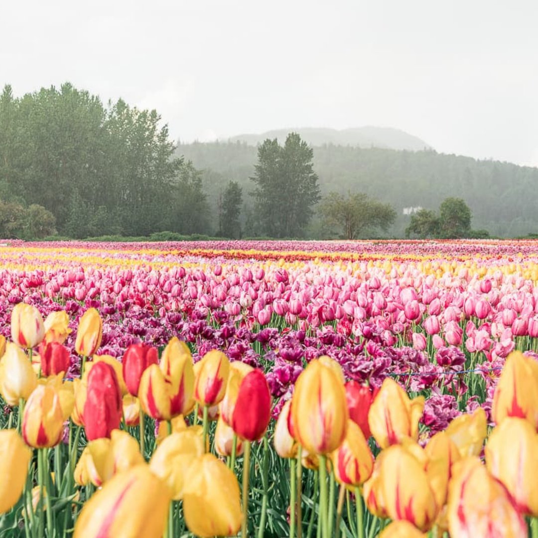 AbsoluteSpa's tweet image. Happy Easter from our Absolute Spa family 🌺💘🌸

We hope everyone has had the chance to wind down, relax and enjoy the weekend with their loved ones... 

#absolutespa #happyeaster #easterweekend #easter2022 #tulipfestival #vancouverbc #richmondbc
