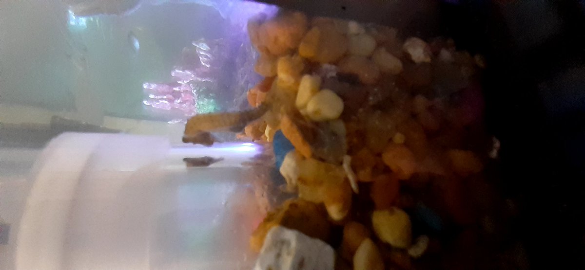 SteveQualia's tweet photo. HAPPY EASTER! I wonder if the dwarf seahorse will stop looking at his reflection long enough to hunt for some Easter eggs. https://t.co/MsPbG78k6C