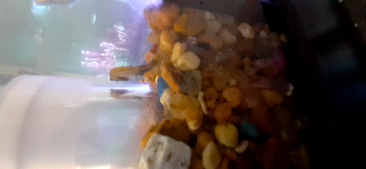 SteveQualia's tweet photo. HAPPY EASTER! I wonder if the dwarf seahorse will stop looking at his reflection long enough to hunt for some Easter eggs. https://t.co/MsPbG78k6C