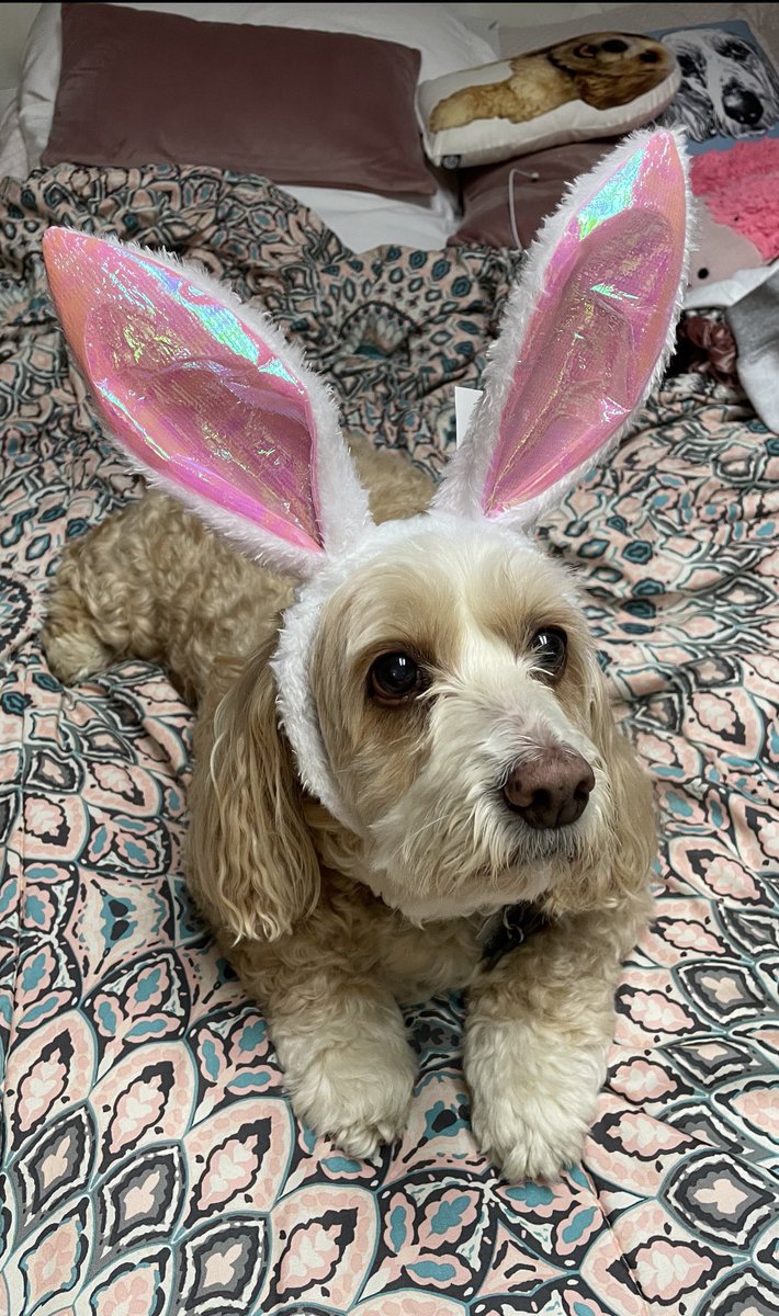 whattheflukey's tweet photo. @mpellittieri My Bella girl ready to meet the Easter bunny 🐰🧡 https://t.co/M5vGZVHcJX