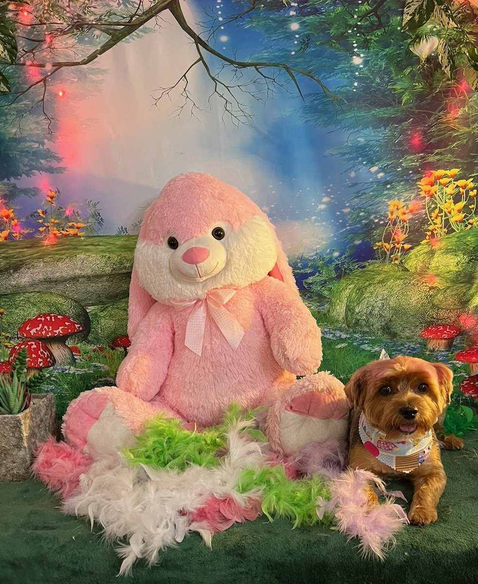 Maggie says Happy Easter to everyone. 
She had a spa day.
<a href="/BrandonWest01/">Brandon West 🌎🌍🌏</a> <a href="/Blindfaith551/">Blindfaith55</a> <a href="/ConnieLukey/">Canadian Lit Chick</a> <a href="/bulldoghill/">Linda Hill</a> <a href="/77SunnyAndClear/">Rob Bon Vivant🌊</a> <a href="/DerekGuberney/">West Coast Vibes🎅 🎶✨🎄✨ 🌊🌊🌊 🇨🇦 🗽 🇺🇸</a> <a href="/PappyParki/">Russ Fraley</a> @GoinEasy9 <a href="/pissedo61696868/">pissed off.</a> @StopTheCriminal <a href="/NaomiKmal/">Naomi</a> <a href="/NancyMo268/">🌻NancyMo268🌻VaxxedAF</a> @Jeffrey_Zabe <a href="/InvestigatorCps/">𝐁𝐄𝐀𝐒𝐓 ᴰᴱᴹᴼᶜᴿᴬᵀ ⁻ ⁿᵒᵗ ᵗʰᵉ ᶠᵘⁿ ᵏⁱⁿᵈ #FuckICE</a> <a href="/Wipapa5/">Wipapa</a> <a href="/JamesOtenney/">James</a>
