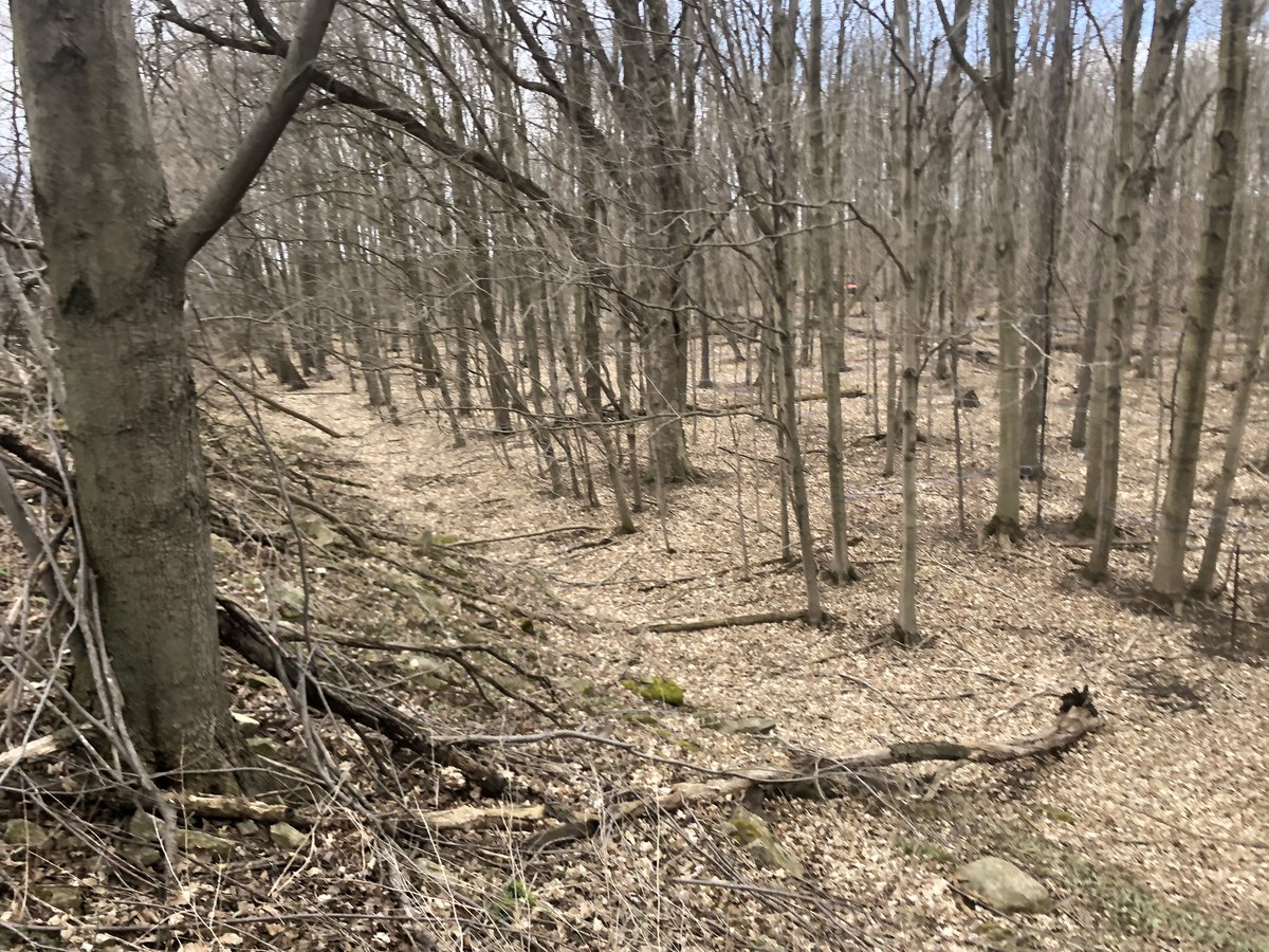 JoshJansen7's tweet image. Finishing up pulling taps #ontmaple