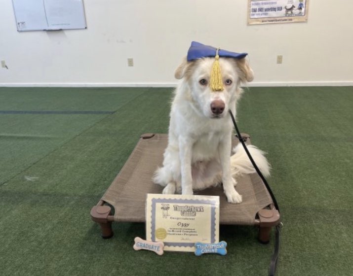 kiliancoolguy's tweet photo. My dog just graduated, everyone say Congratulations Ozzy https://t.co/YuKYWrHazP