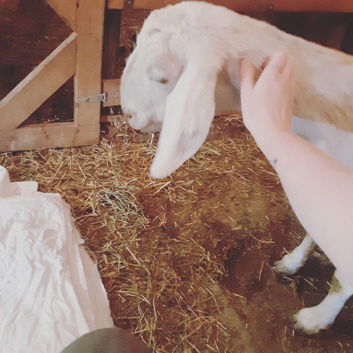The Nameless Homestead tweet media