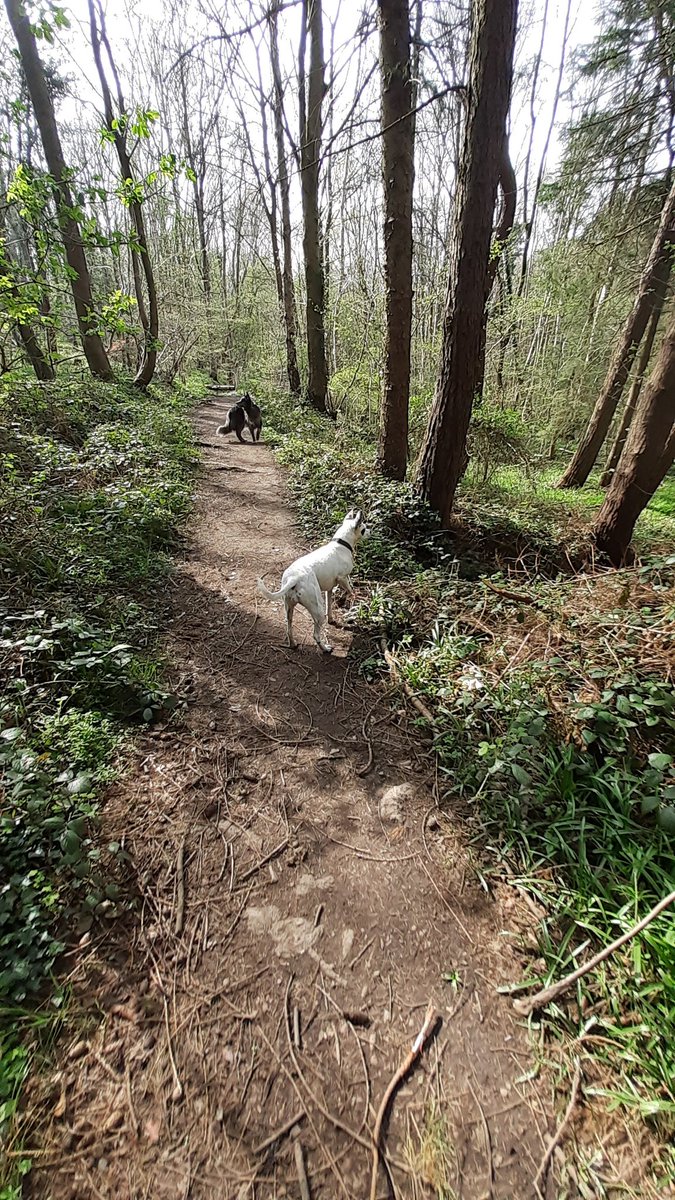 clmxbox's tweet photo. Great day of adventuring.... even though we got totally lost haha xxx #gotlost 🐕💗🐕💗 https://t.co/zqDWEnpDsu