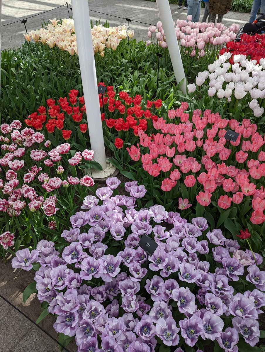 prather_alan's tweet photo. #Keukenhof Garden visit with a fantastic group of Spartan--go green! #SpartanPathways https://t.co/aZ277XzFZr
