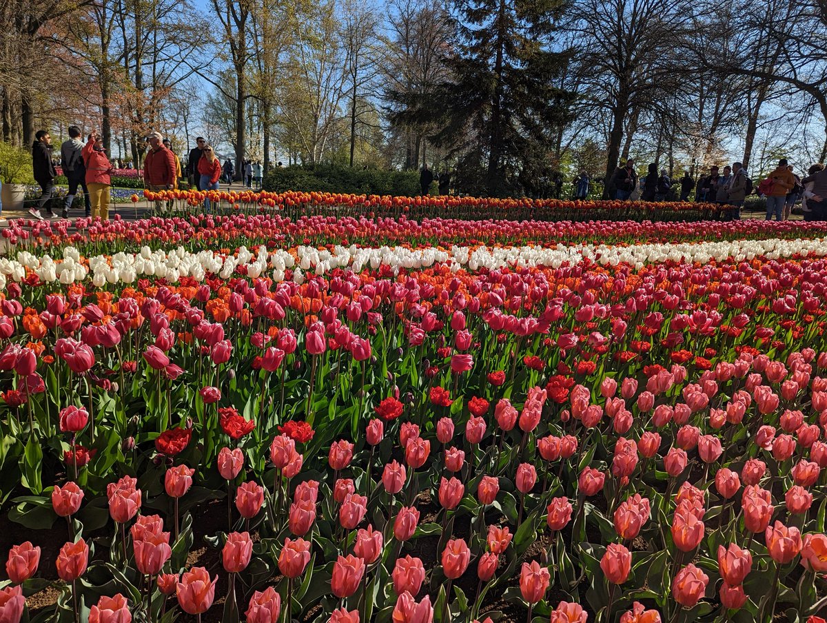 prather_alan's tweet photo. #Keukenhof Garden visit with a fantastic group of Spartan--go green! #SpartanPathways https://t.co/aZ277XzFZr