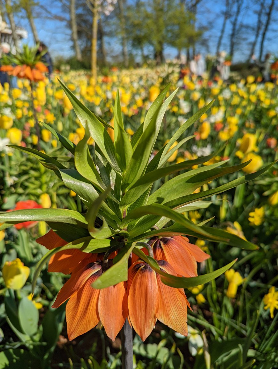 prather_alan's tweet photo. #Keukenhof Garden visit with a fantastic group of Spartan--go green! #SpartanPathways https://t.co/aZ277XzFZr
