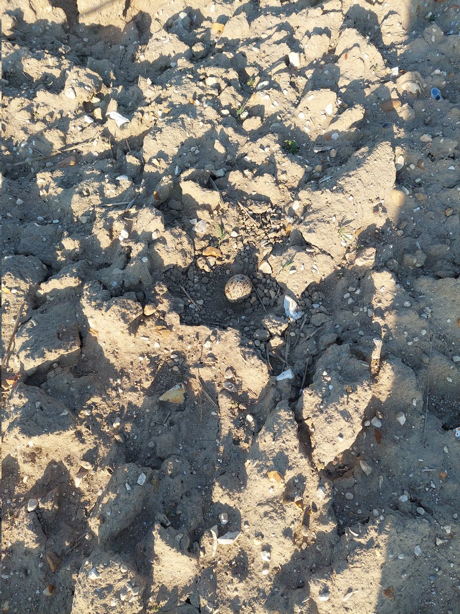 ScrubUpBritain's tweet image. Now that's what I call Easter!! Working five days a week &amp;amp; still out working at the weekends protecting rare breeding birds, all monitored under my @_BTO Schedule 1 licence. Stone curlew are now actively breeding so hopefully there'll be more successes soon, with @JamesBooty84