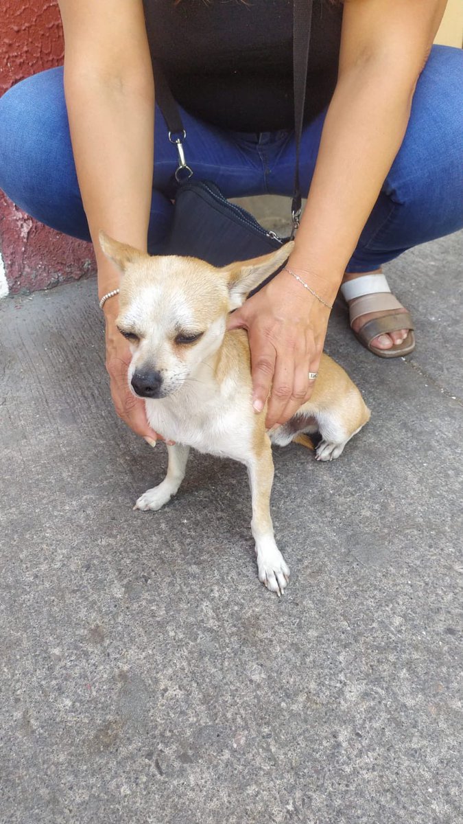 guerashome's tweet photo. Perro extraviado, raza chihuahua, en calles de la col. Nativitas, Benito Juárez, Cdmx, se encuentra en calle lago  número 43,  entre calle Elena  y calle lago, urge resguardo!! @lawera33  @VillaDeCortesBJ  @BJAlcaldia  @SPNapoles @IvanNavaMx @MrElDiablo8 #Perros2022 https://t.co/Y1UDRtDodR
