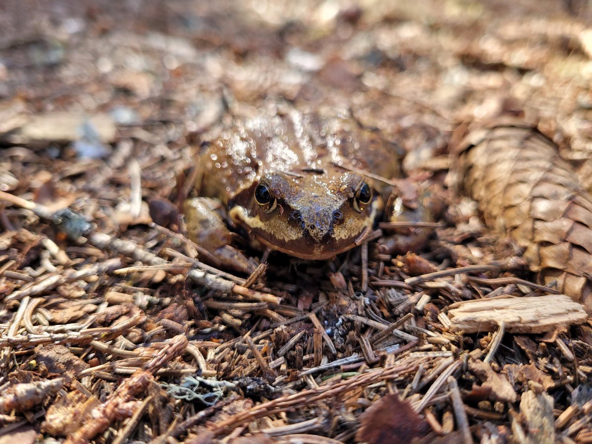 atheris (@atheris111) on Twitter photo 