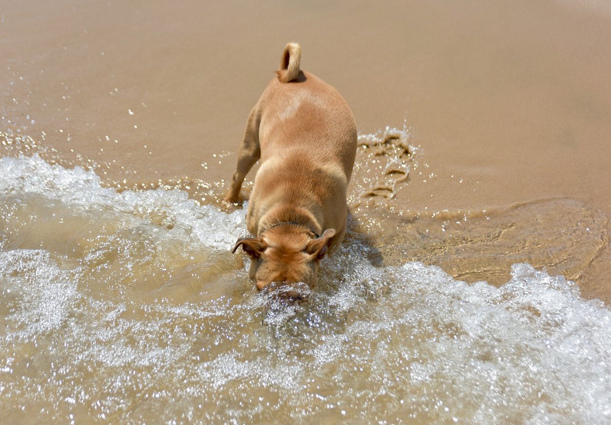 Berti_and_Ernie's tweet photo. Let's taste the ocean! 😃 #dog #friends https://t.co/qonwgxRmlW