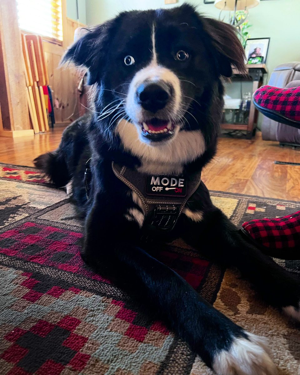 Happy Easter Everyone!!! Featuring my #subaruambassadog Major 🐰 

#subaruambassador