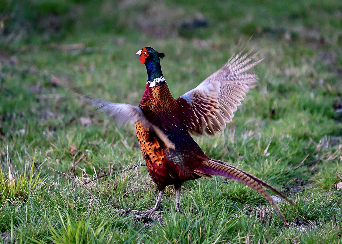 A pheasant strutting his stuff yesterday afternoon