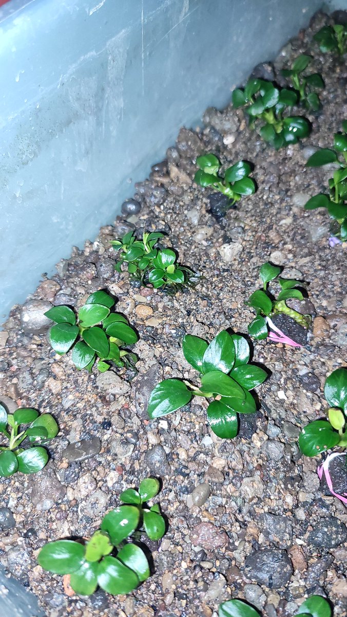 Orang biasa taunya ini tidak ada harganya, investasi