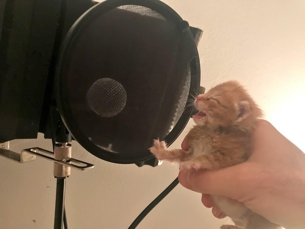 DontShowYourCat's tweet photo. https://t.co/0y0FDvTtZu