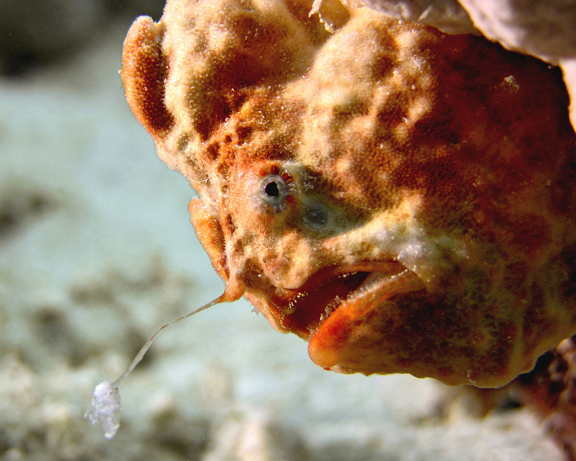 gabbysfishes's tweet photo. Today's fish is the Longlure Frogfish (Antennarius multiocellatus)! Just like human anglers, these fish wiggle around their esca, or lure, to catch other fish. Their attack is so fast, it can only be captured on high speed film!
📸Betty Wills, Ellen Muller https://t.co/oTYKHO07oV