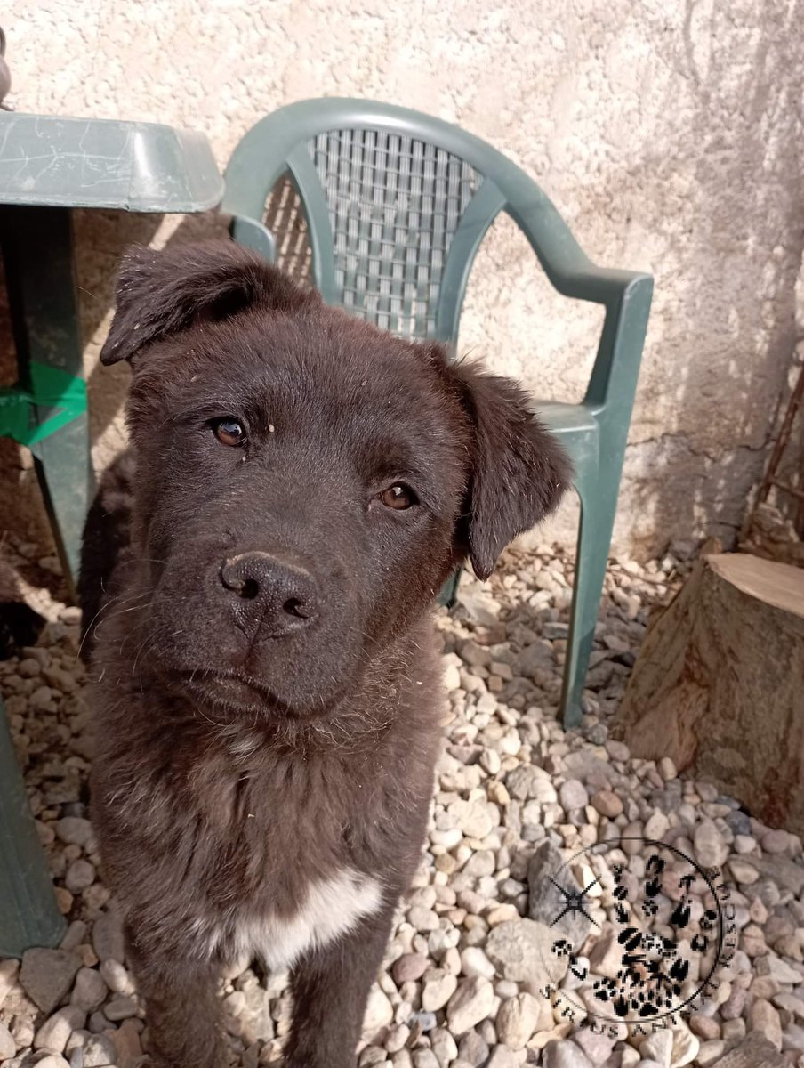 Anybody need a cup of Coco before bed? She's only a little one and she's hoping to find her forever home where she can live life to the full #puppy #Sunday #DogsofTwittter