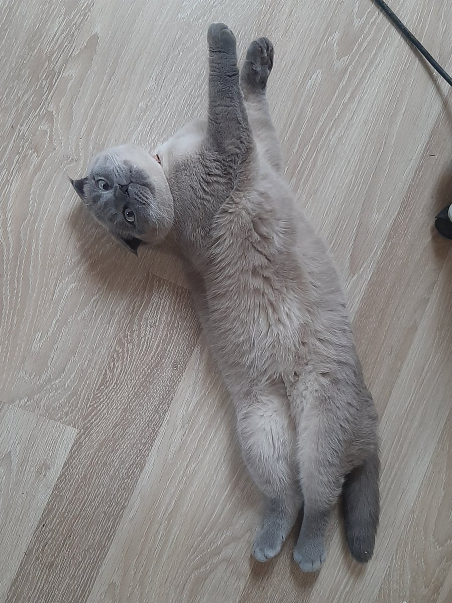 gorgo_na's tweet photo. Единственный мальчик который не перестаёт меня радовать😍 https://t.co/OTOAVpfnXX
