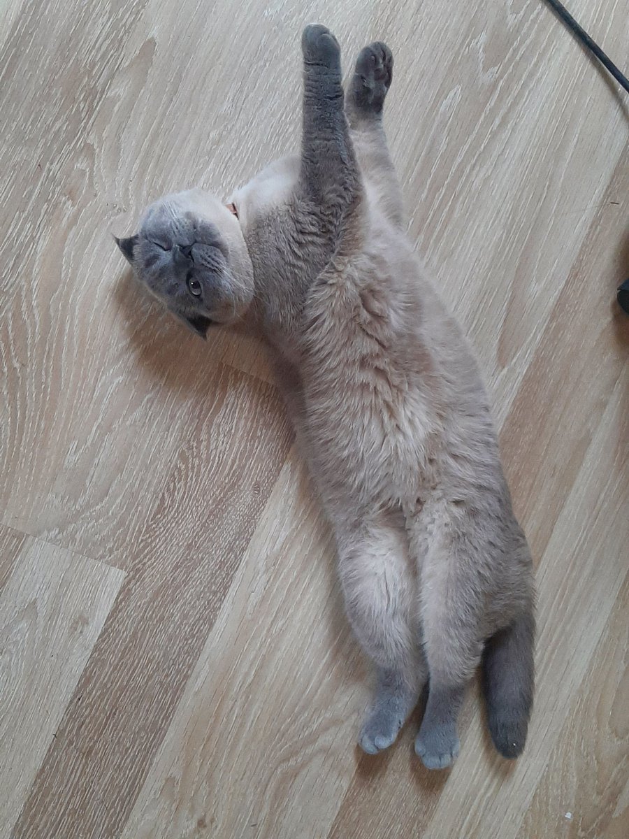 gorgo_na's tweet photo. Единственный мальчик который не перестаёт меня радовать😍 https://t.co/OTOAVpfnXX